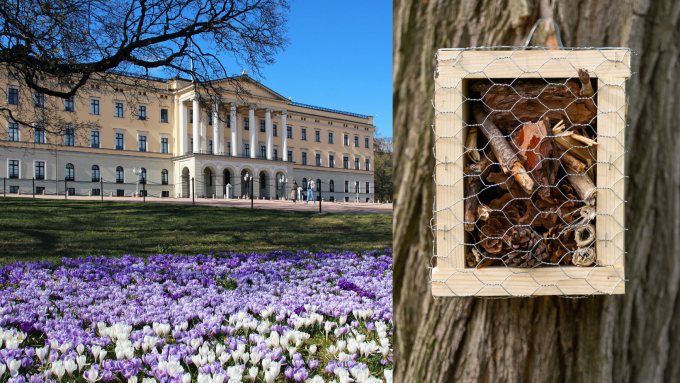 Søndag 4. juni blir det parkvandring og verksted.