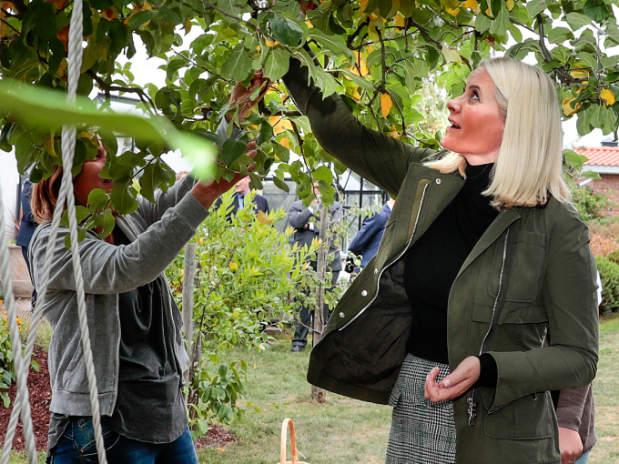 Ruvdnaprinsabárra beasai searvat eappelčoaggimii Horten Fruktdugnad olis. Govva: Lise Åserud, NTB scanpix