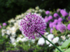 Allium