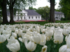 Tulipánaid lieđđun Bygdøas