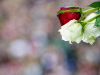 Roseseremoni