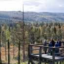 På Bjørneplattformen i Namsskogan familiepark. Foto: Berit Roald / NTB scanpix